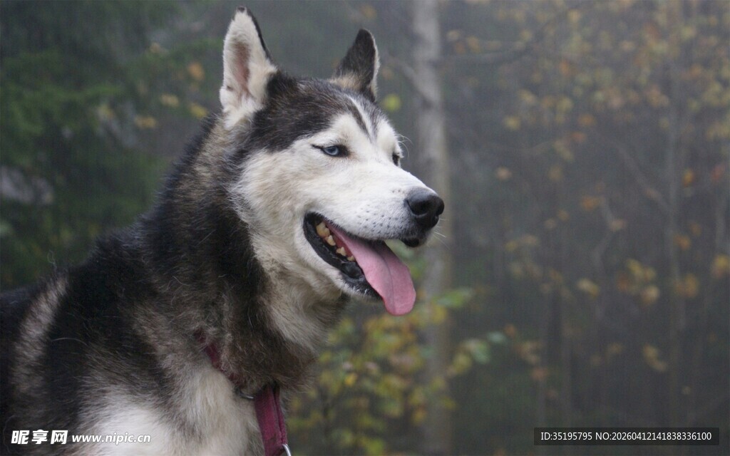 可爱哈士奇张嘴吐舌