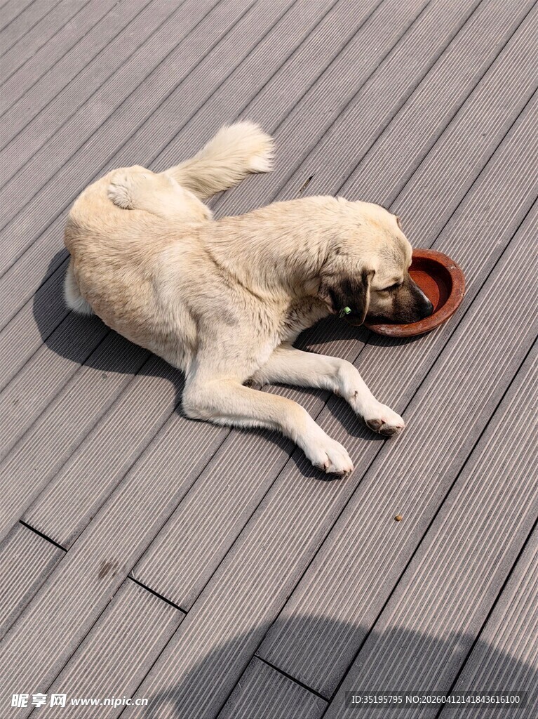 趴着进食的浅色宠物狗