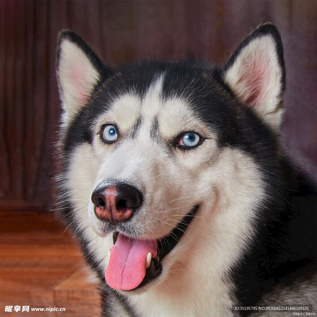 可爱哈士奇吐舌开心模样