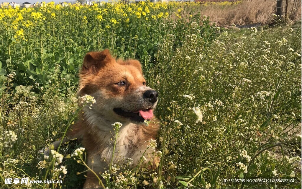 田野中快乐吐舌的小狗