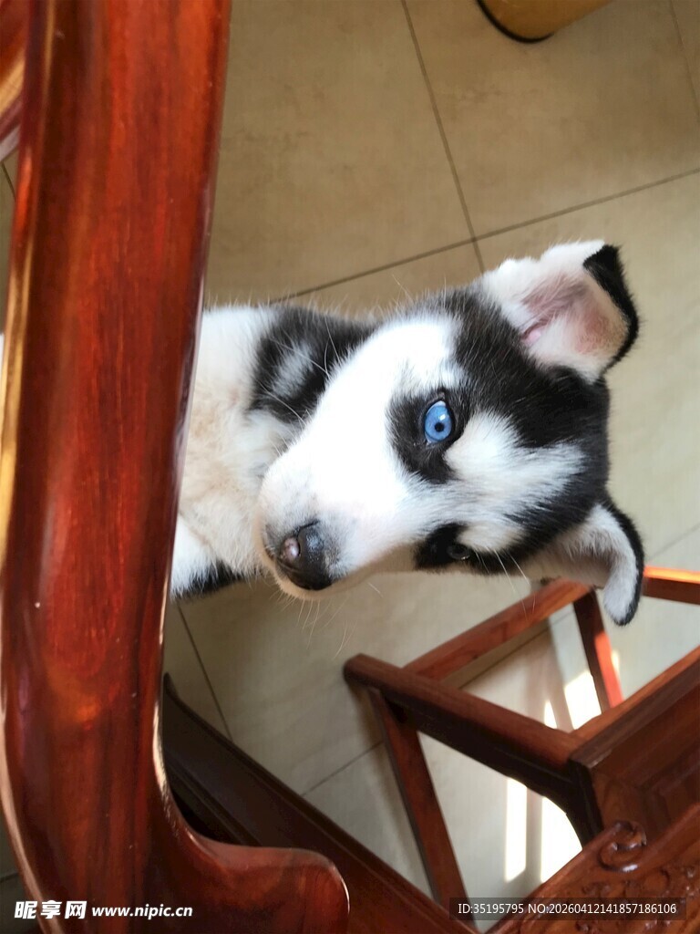 好奇哈士奇躲在椅子后张望