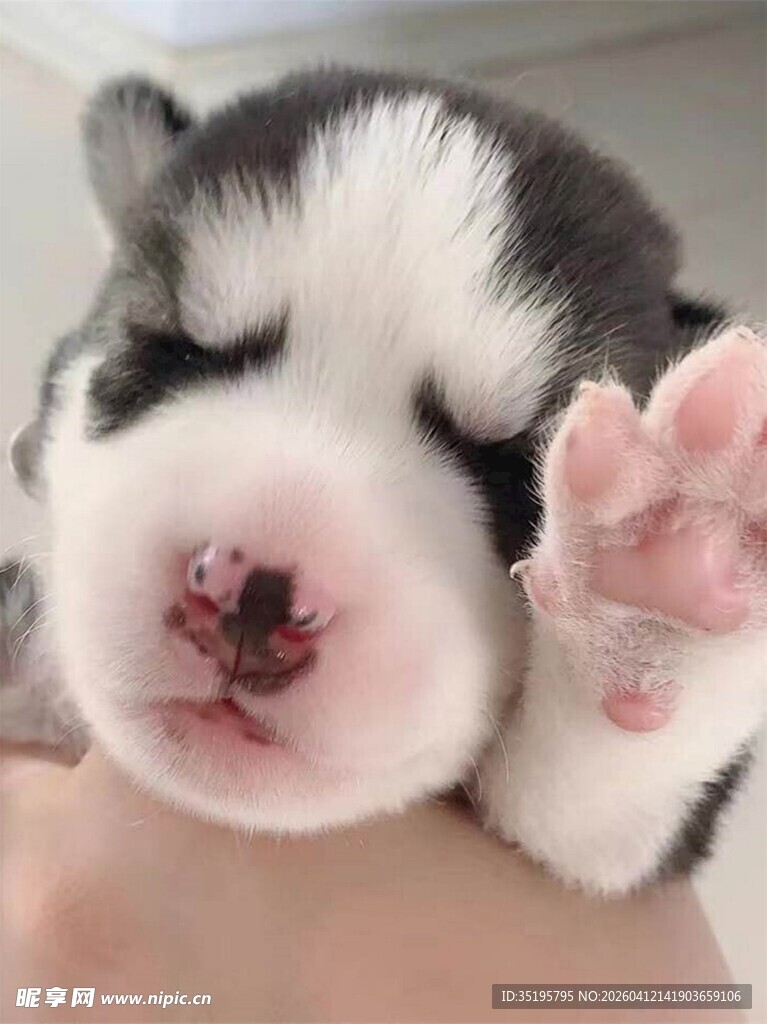 可爱小奶狗闭眼露小爪