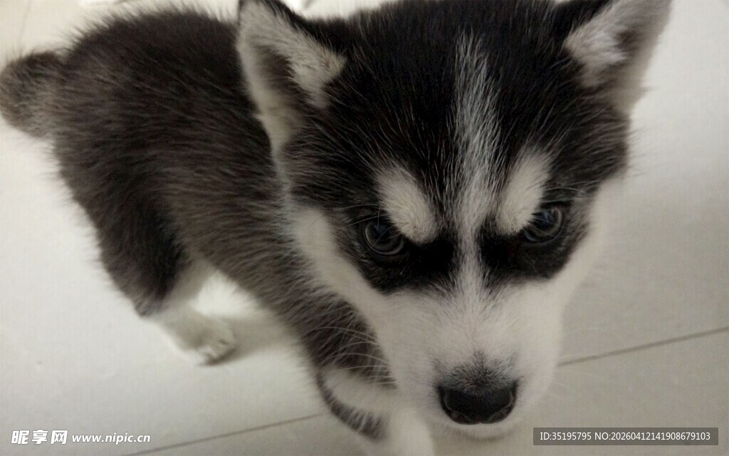 可爱小哈士奇萌态尽显