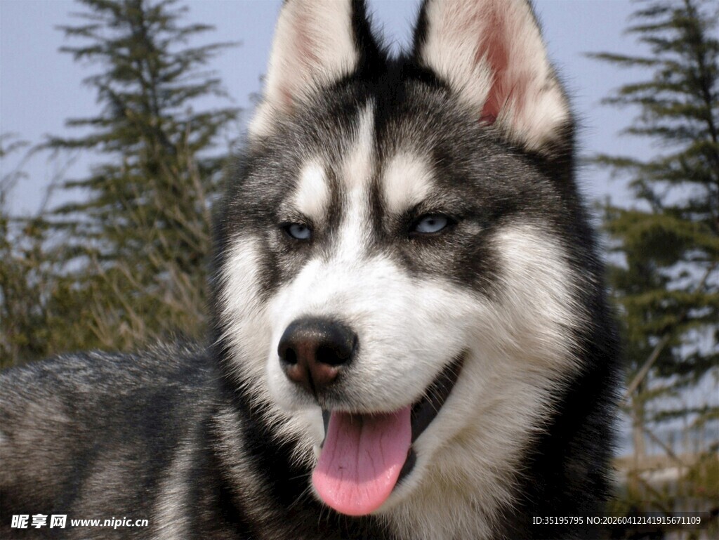 帅气哈士奇张嘴吐舌