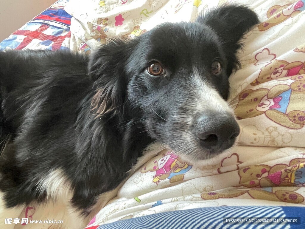 趴卧的黑白边牧狗狗