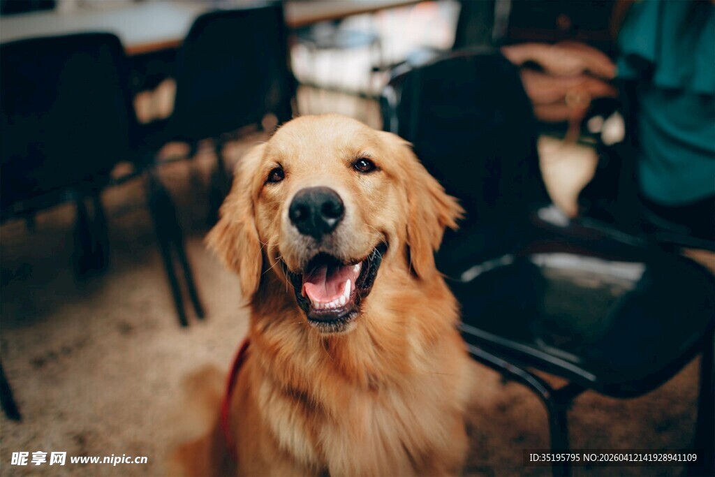 可爱金毛犬坐在室内
