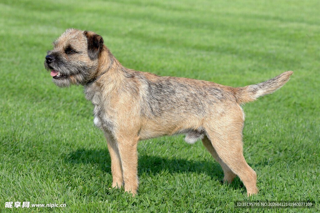 草地上的可爱梗犬