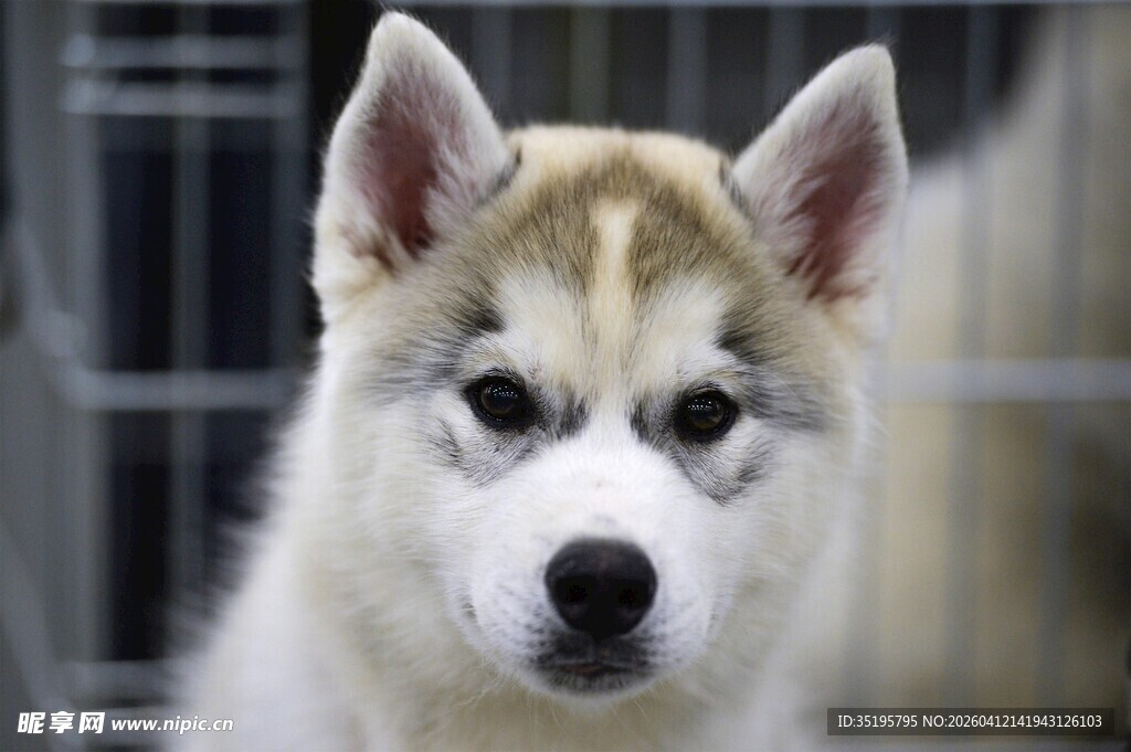 可爱哈士奇幼犬特写