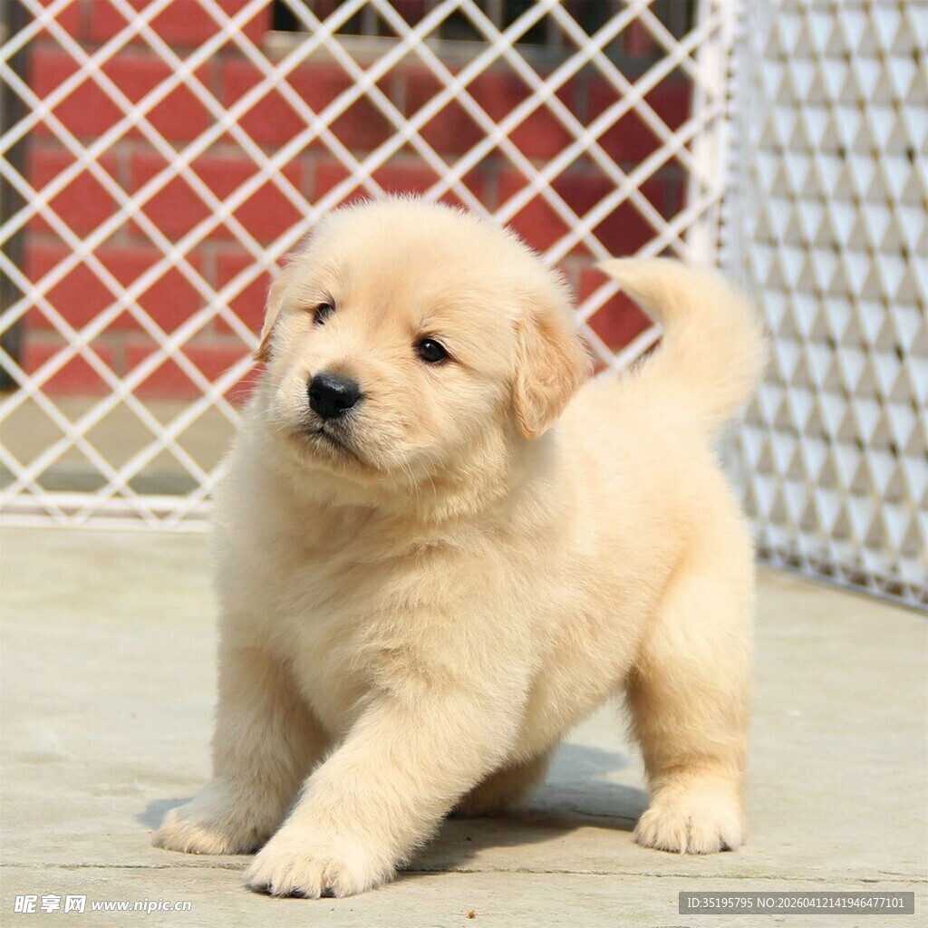 可爱金毛幼犬户外玩耍