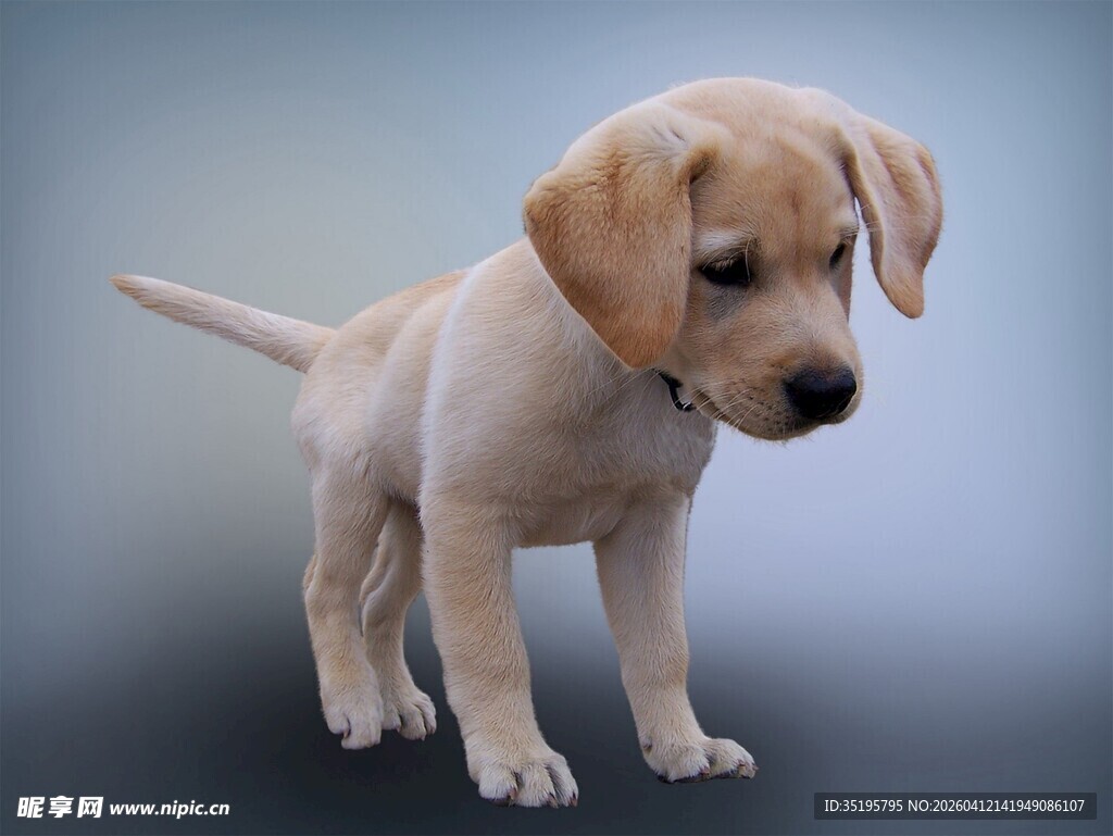 可爱拉布拉多幼犬