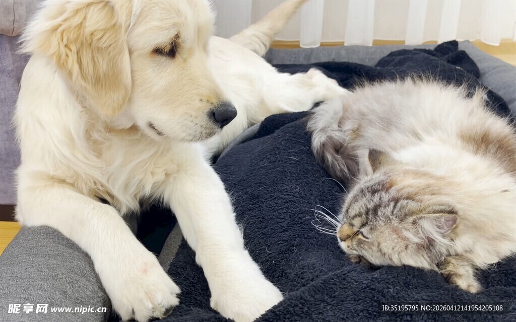 金毛与猫咪惬意同框