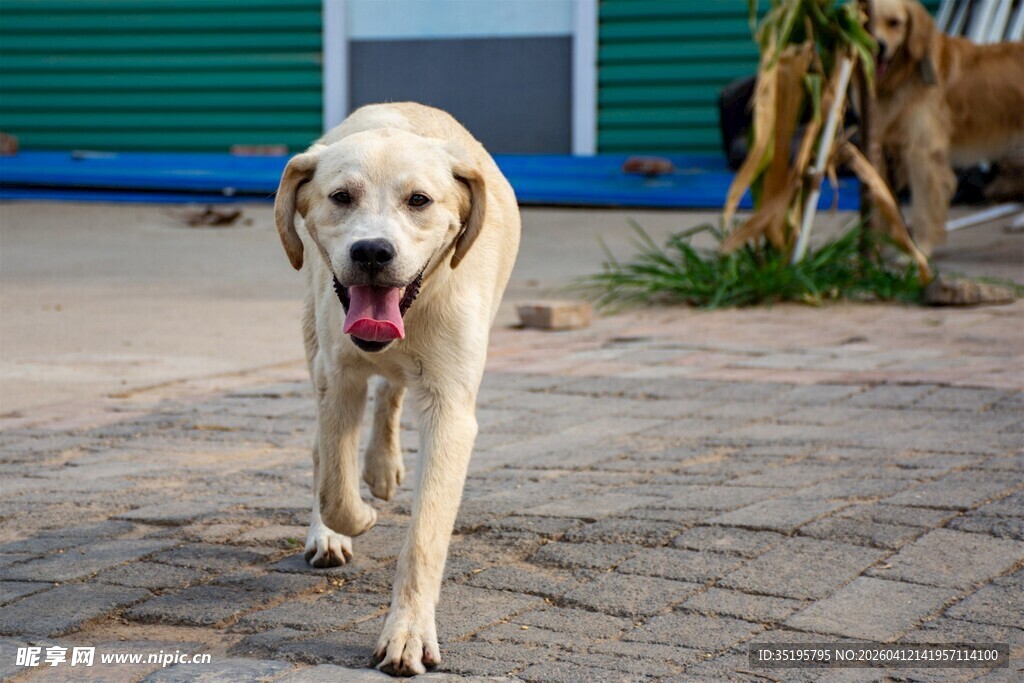 行走的可爱拉布拉多犬