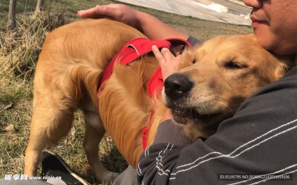 男子与亲昵相拥的金毛犬