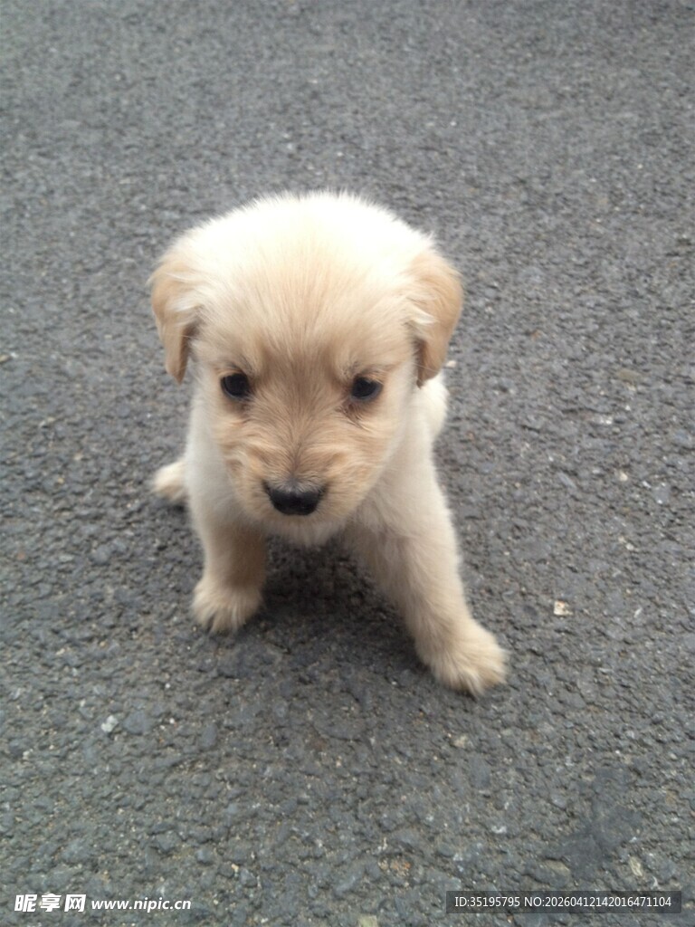 可爱小奶狗蹲坐地面