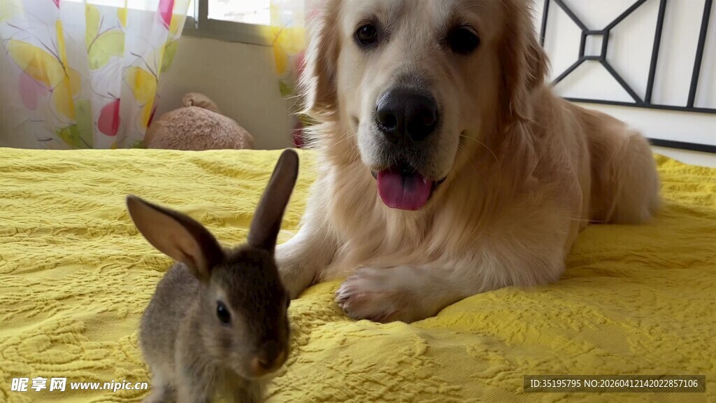 金毛与小兔温馨同框