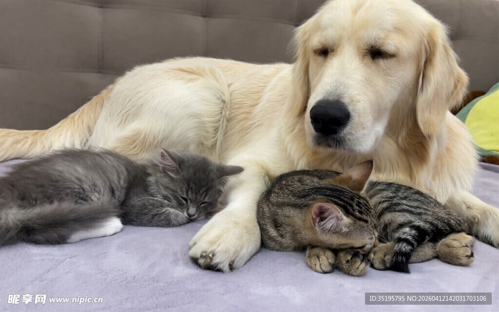 猫狗依偎共眠温馨画面