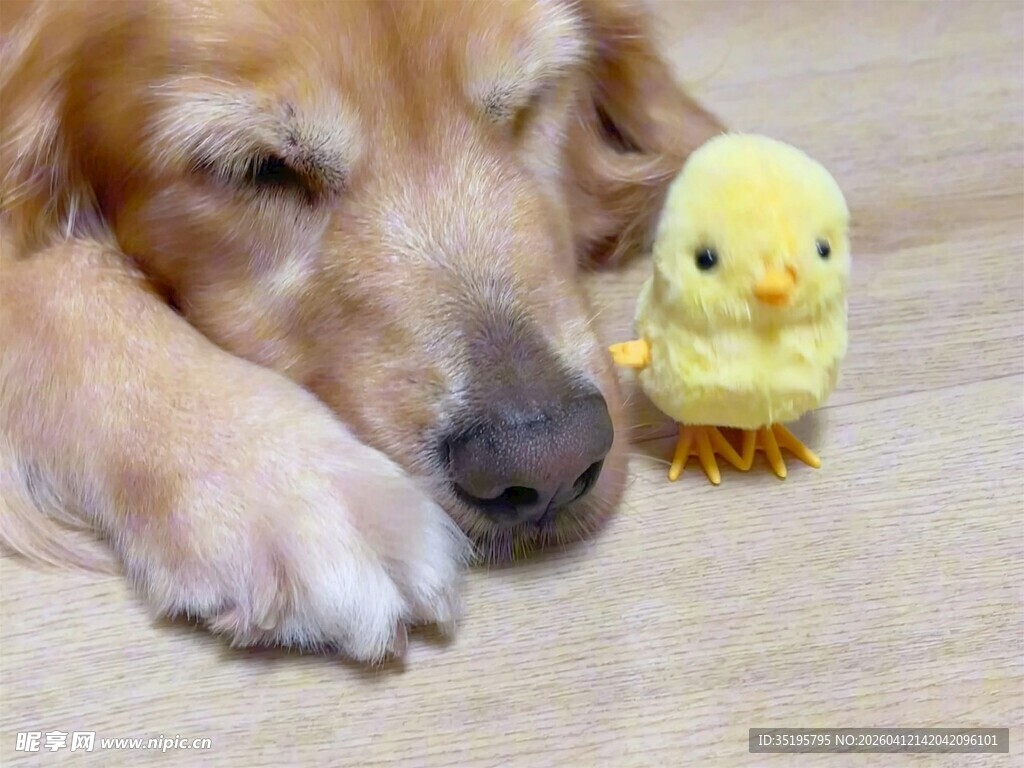 金毛与小黄鸭依偎的温馨时刻