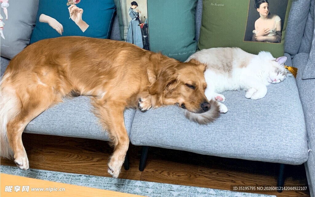 沙发上熟睡的棕色大狗