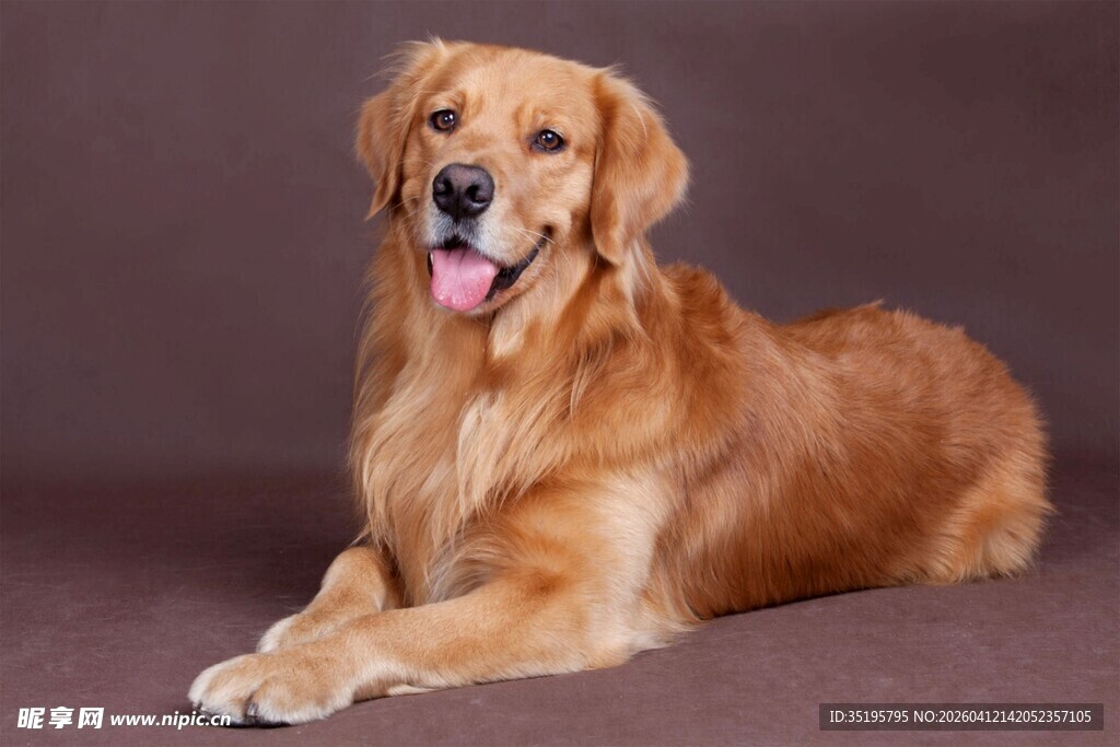 可爱金毛犬趴坐展示萌态