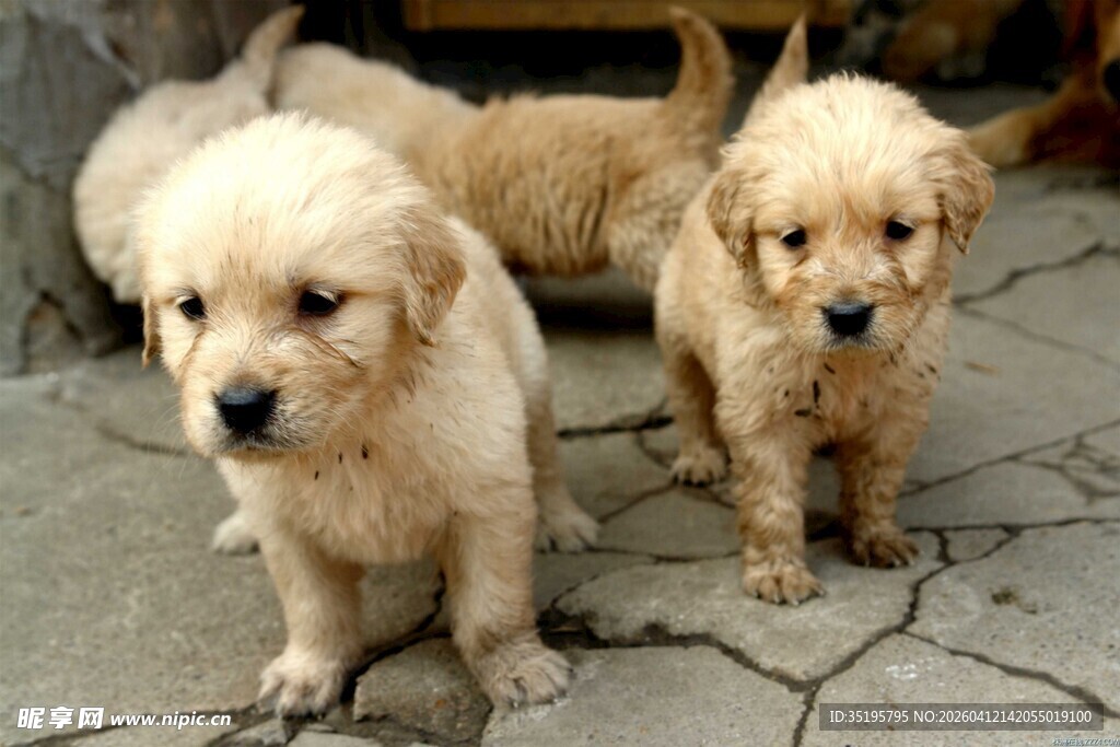 可爱小金毛幼犬