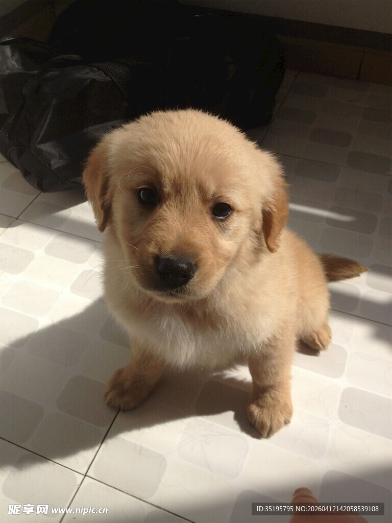 可爱小奶狗乖巧蹲坐