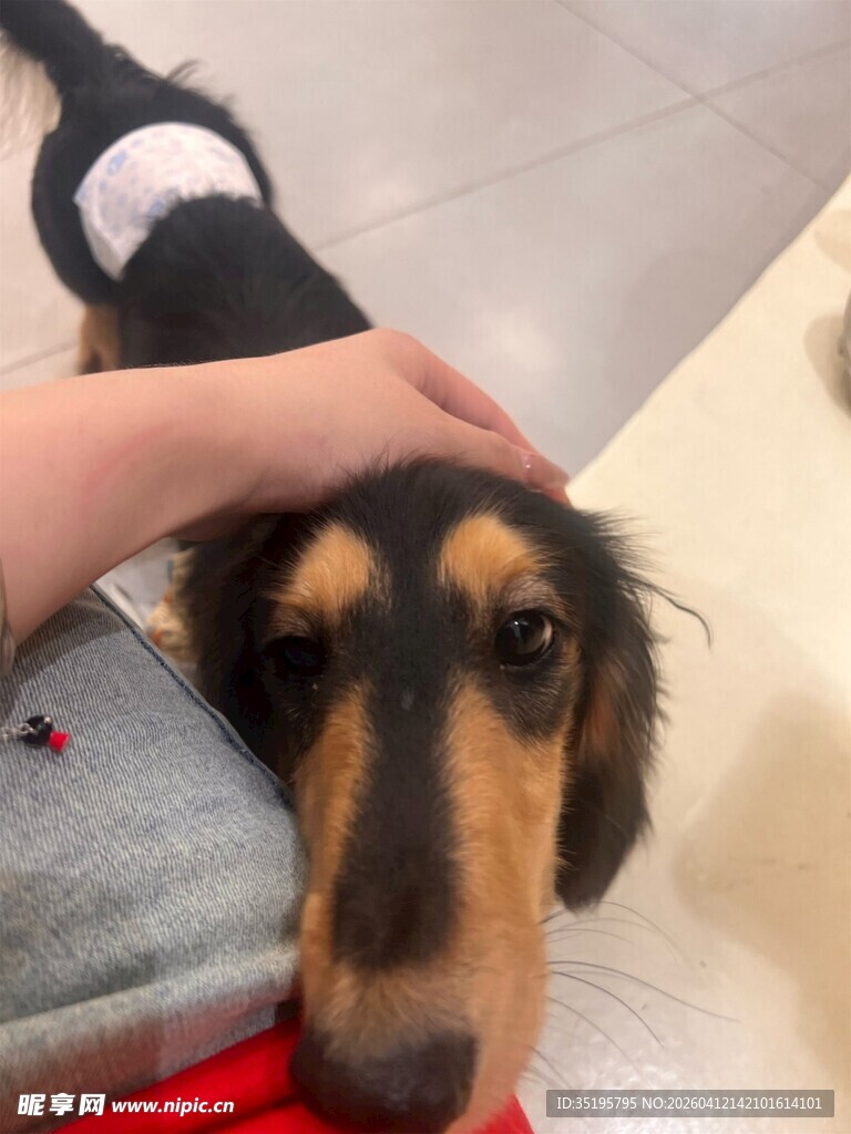 抚摸腊肠犬的温馨瞬间