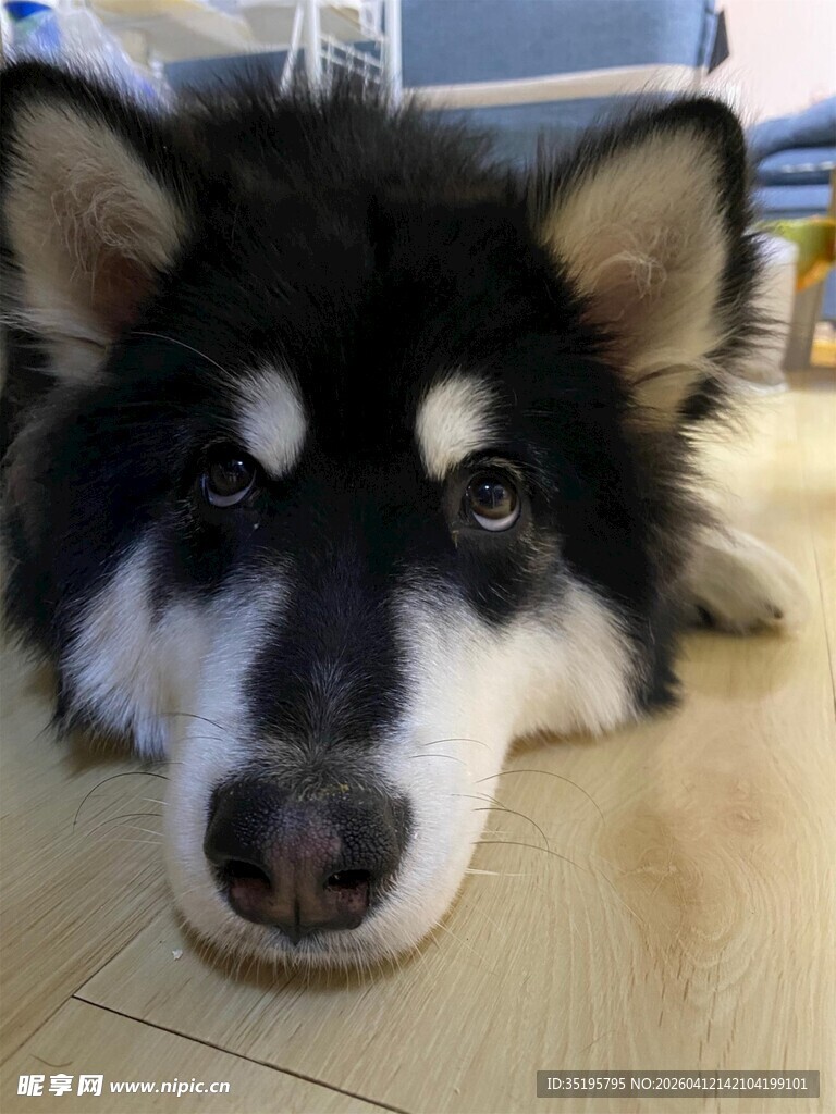 趴地的黑白阿拉斯加犬