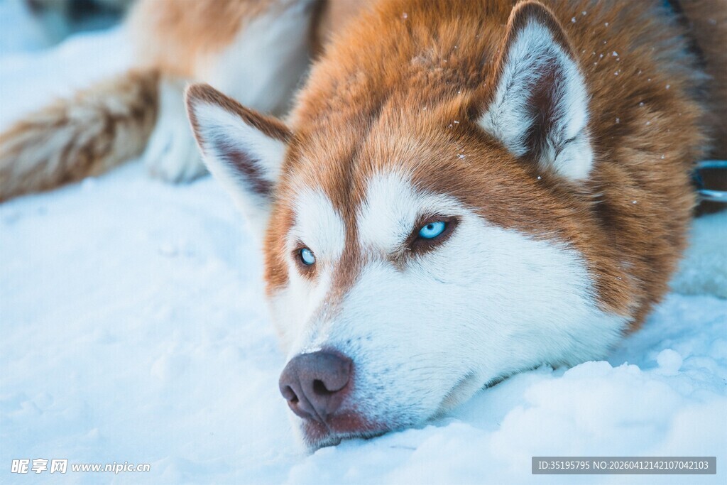 雪地中趴着的帅气哈士奇