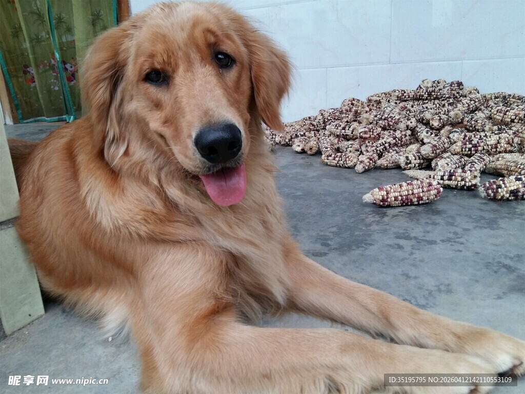 趴卧的金毛犬