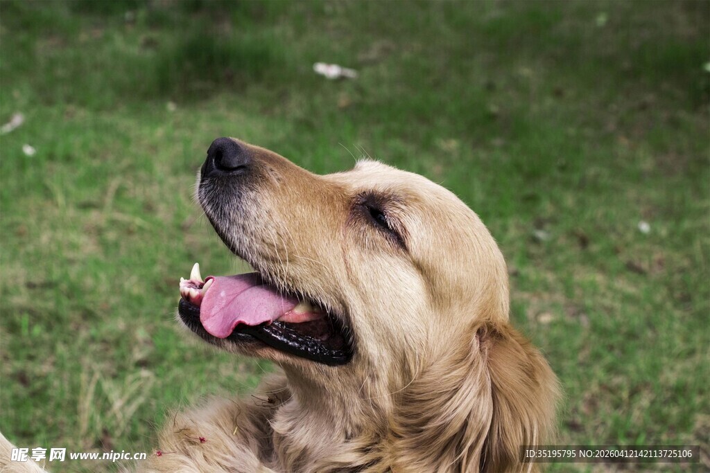 金毛犬惬意享受美好时光