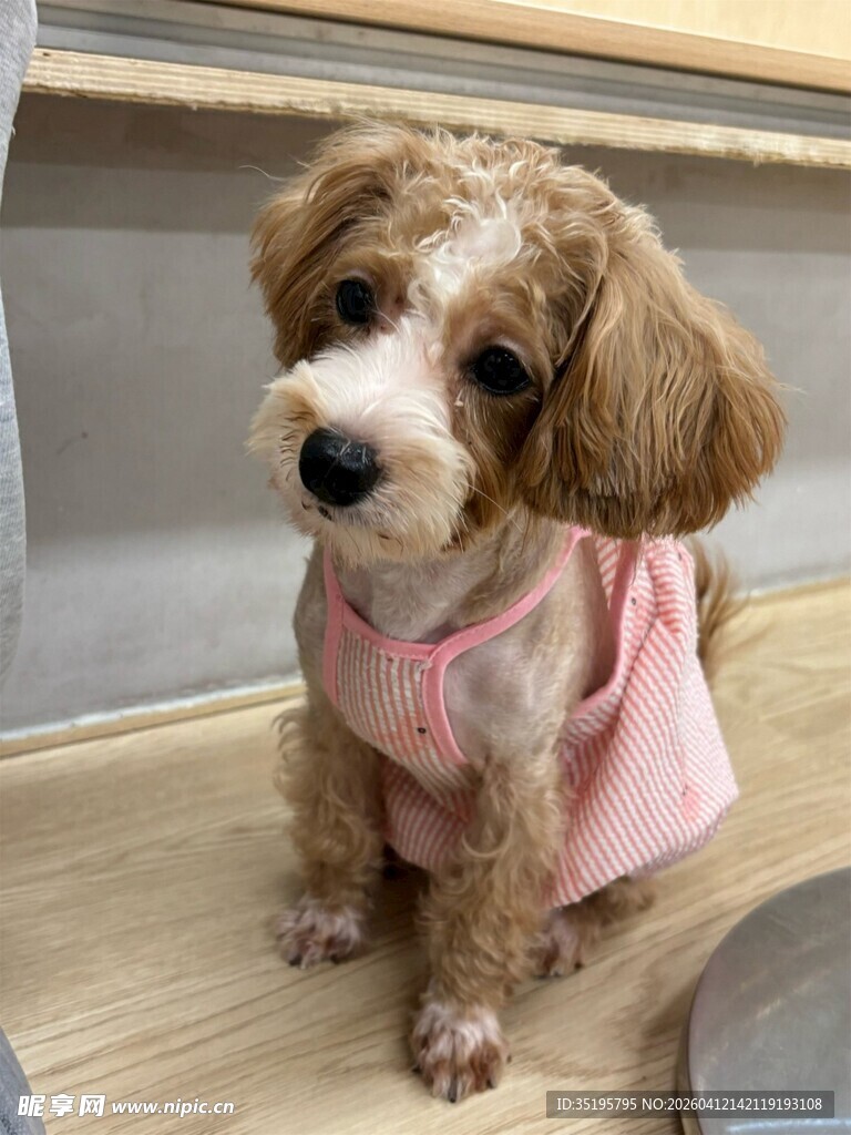 穿粉衣的可爱小泰迪