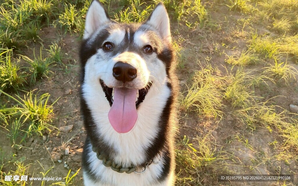 吐舌微笑的可爱哈士奇