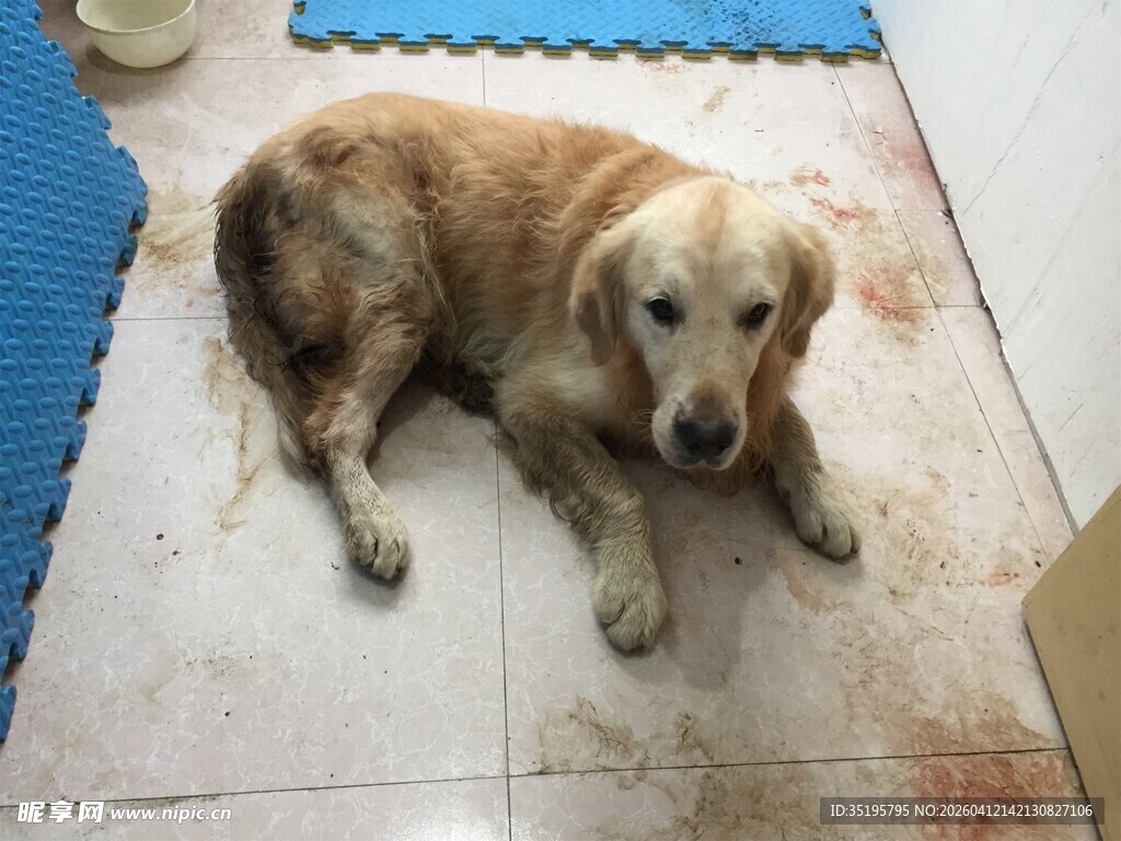 趴在地上的金毛犬