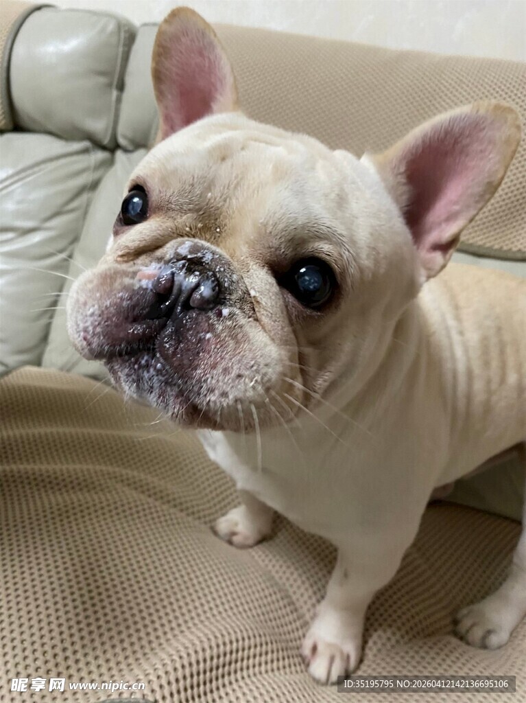 可爱法斗犬端坐沙发上