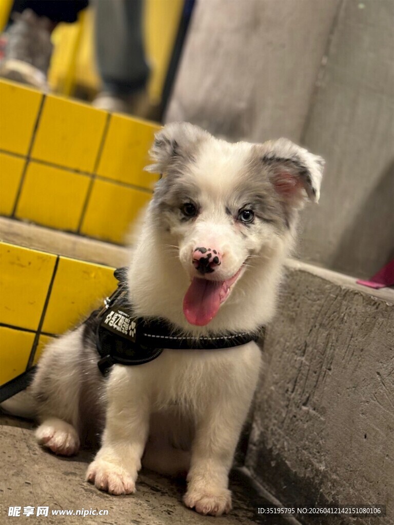 可爱边牧小狗坐于台阶