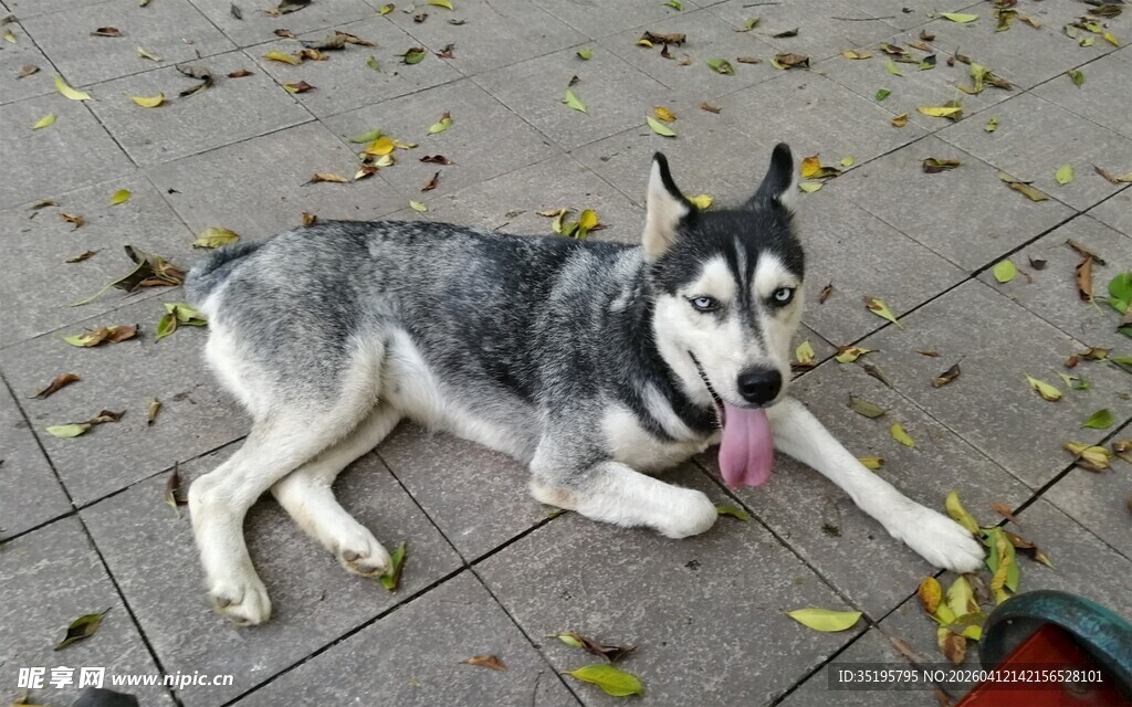 趴地的哈士奇吐舌卖萌