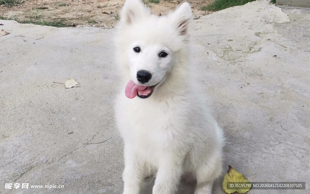 可爱萨摩耶沙滩上吐舌卖萌