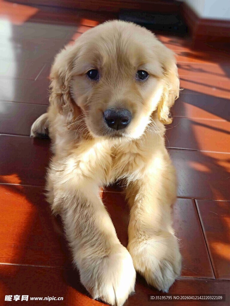 可爱金毛趴于木地板上