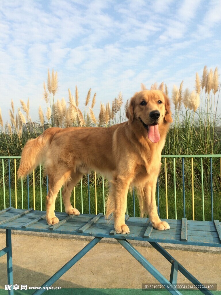 阳光下站立的金毛犬