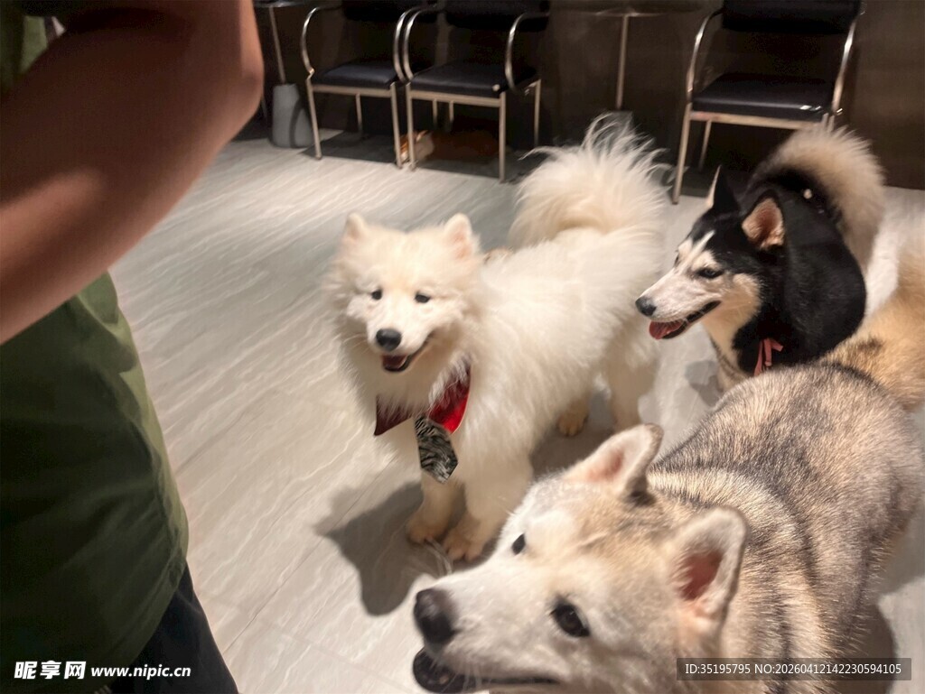 人与多只萌犬互动瞬间