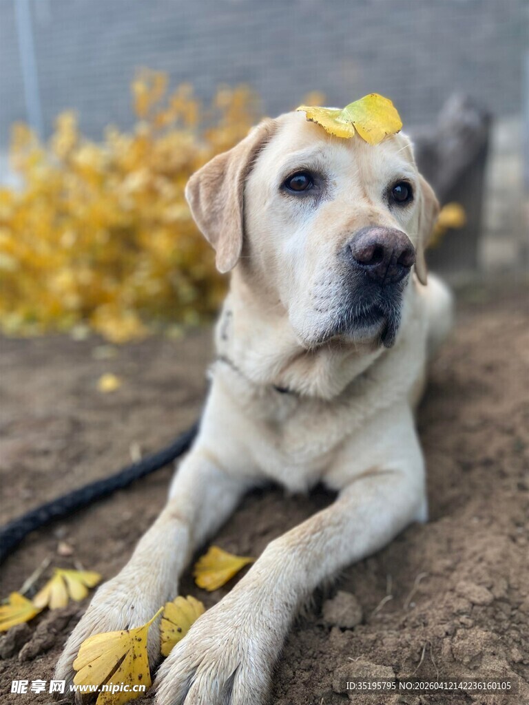 秋日趴卧的拉布拉多犬