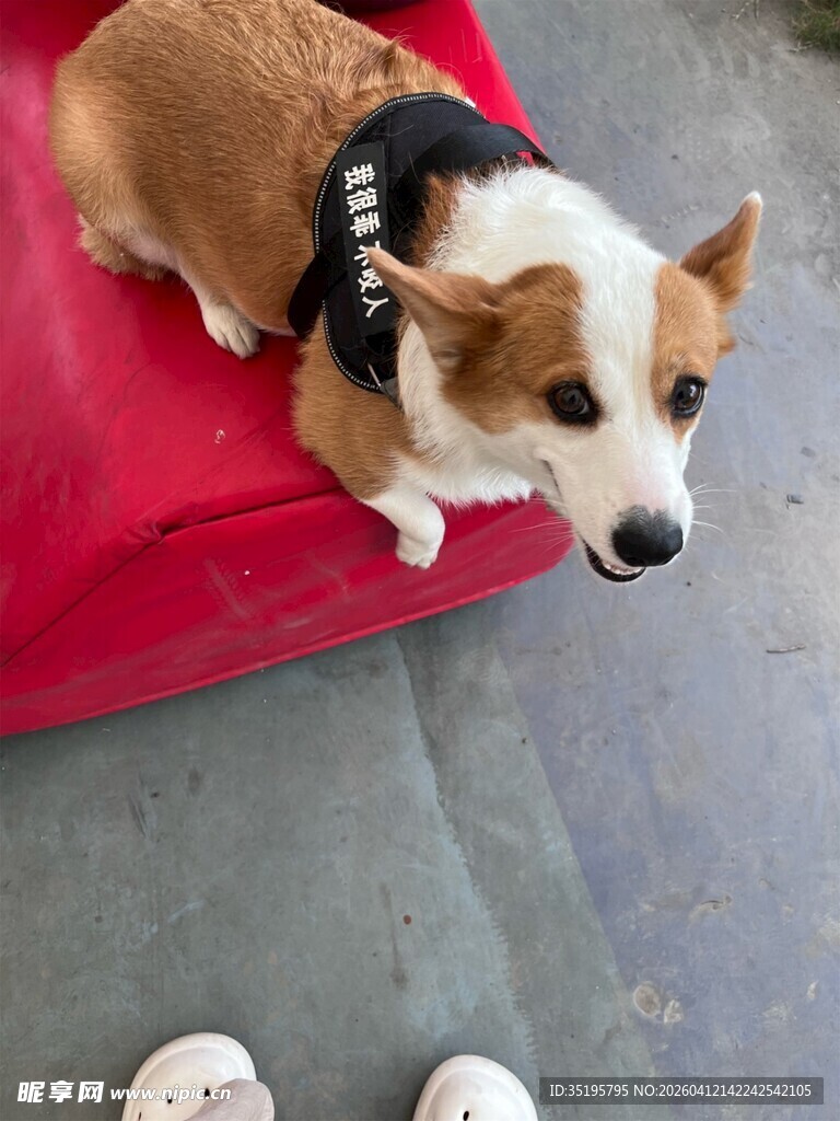 可爱柯基趴坐红垫子上