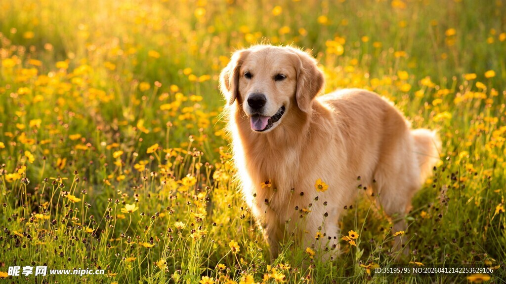 阳光下的金毛犬