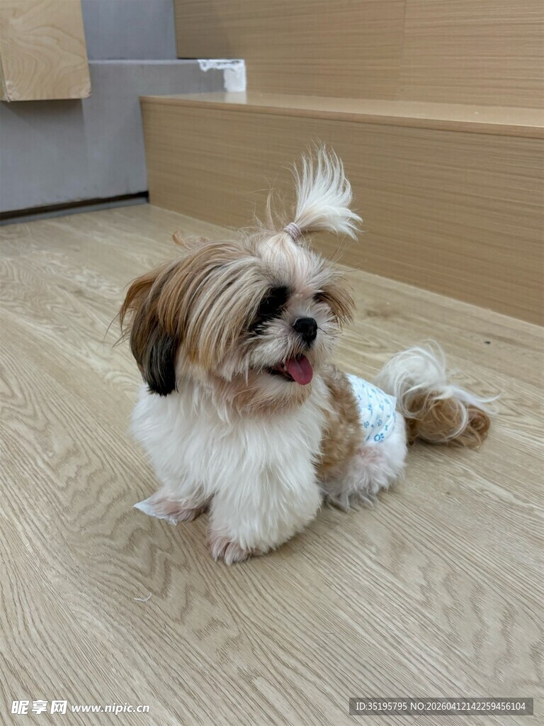 可爱西施犬惬意趴地板