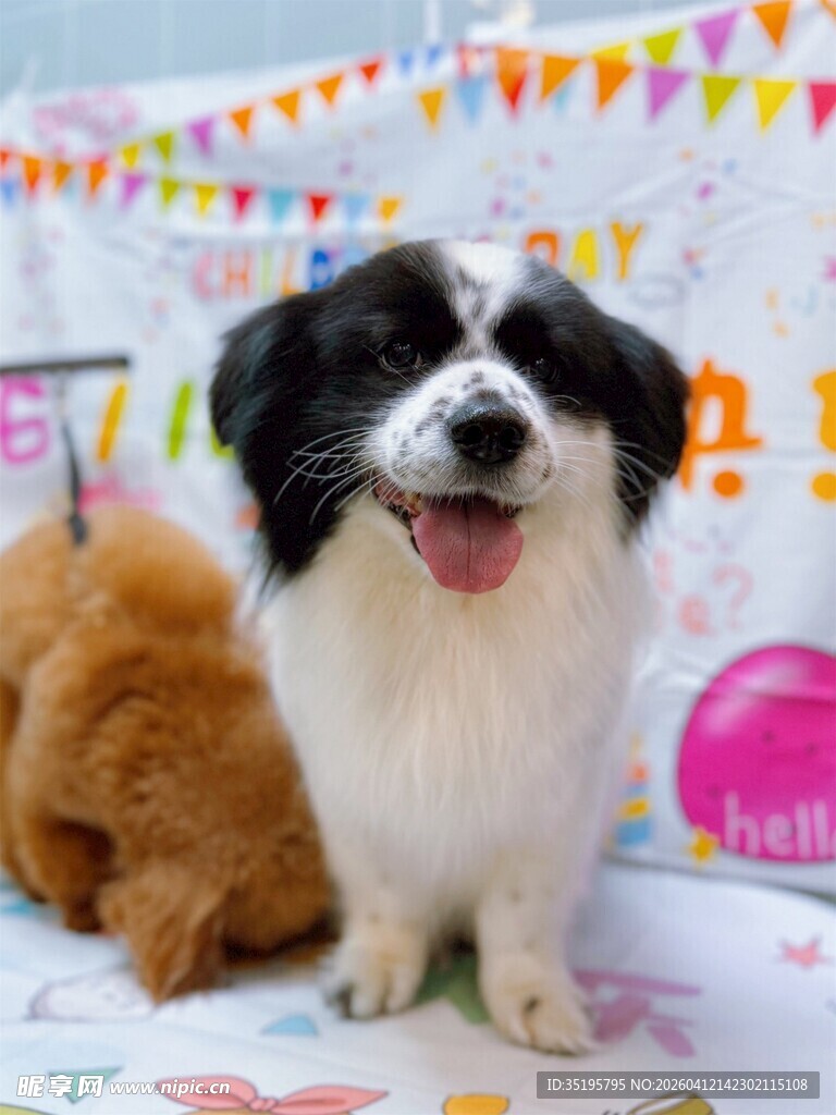可爱萌犬快乐玩耍
