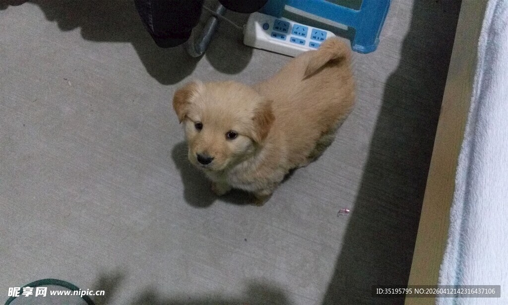 可爱小狗在室内地面