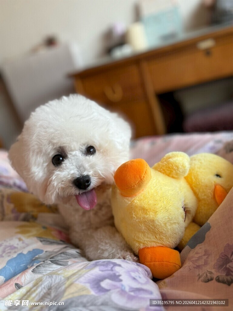 萌犬与小黄鸭玩具相伴