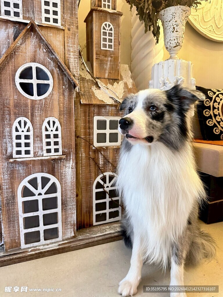 牧羊犬旁的精致木质狗屋