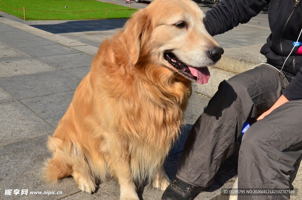 人与金毛亲密相伴瞬间