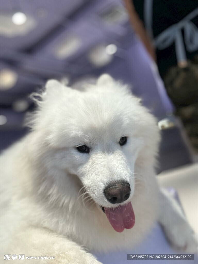 可爱萨摩耶吐舌卖萌